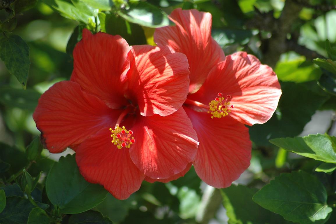 Os Hibisco (Hibiscus) - PlantaSonya - O seu blog sobre cultivo de