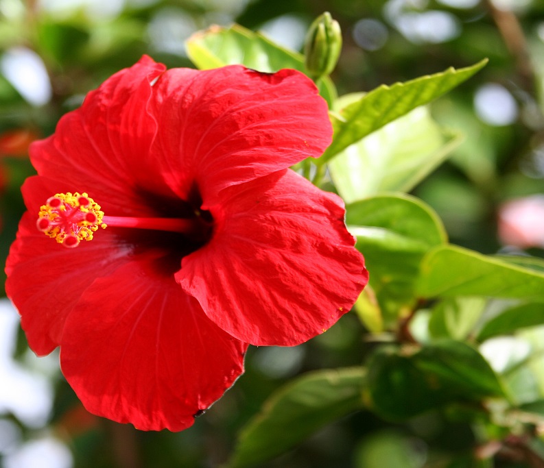 hibisco