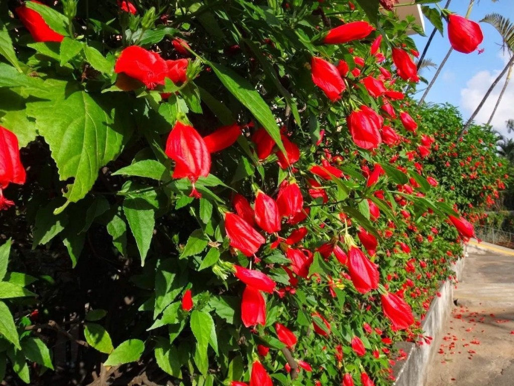 hibisco_colibri