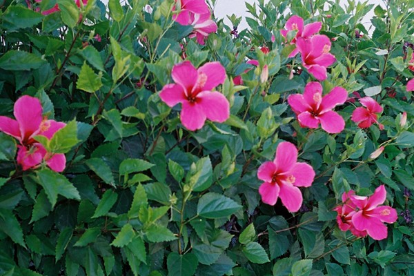 hibisco_rosa