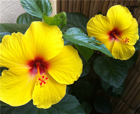 hibiscoamarelo