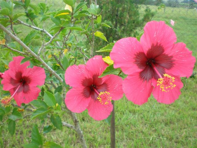 hibiscos (Small)