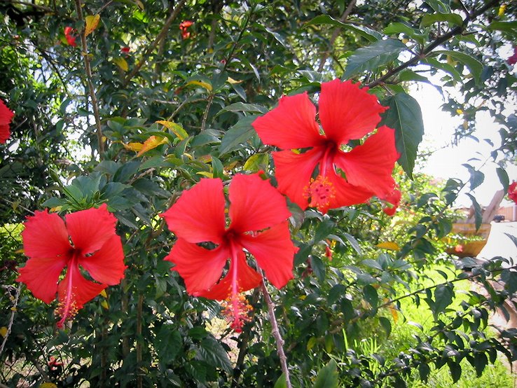 hibiscos