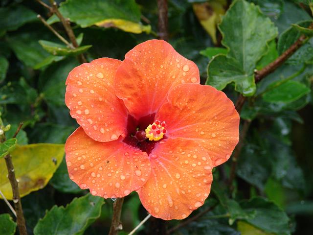 hibiscus-rosa-sinensis