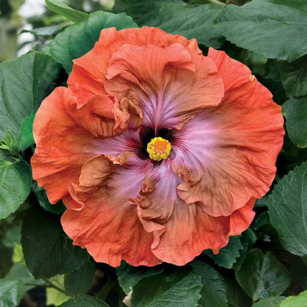 hibiscus-rosa-sinensis-18