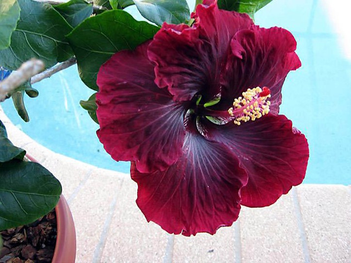 hibiscus-rosa-sinensis-3