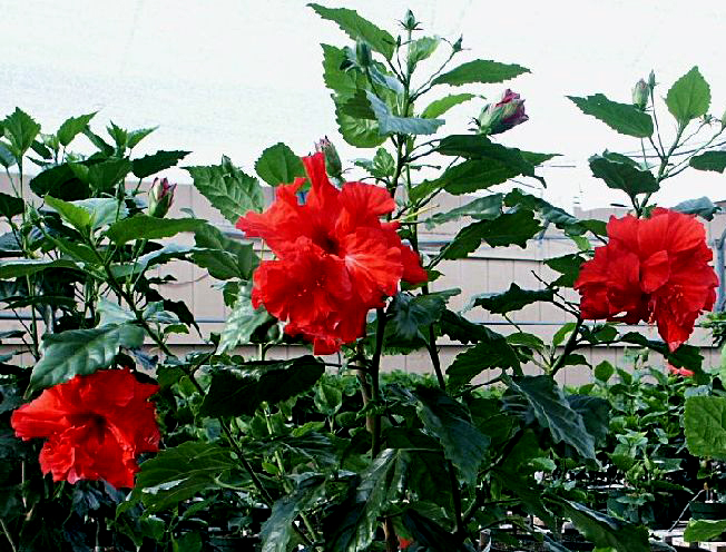 hibiscus-rosa-sinensis-9