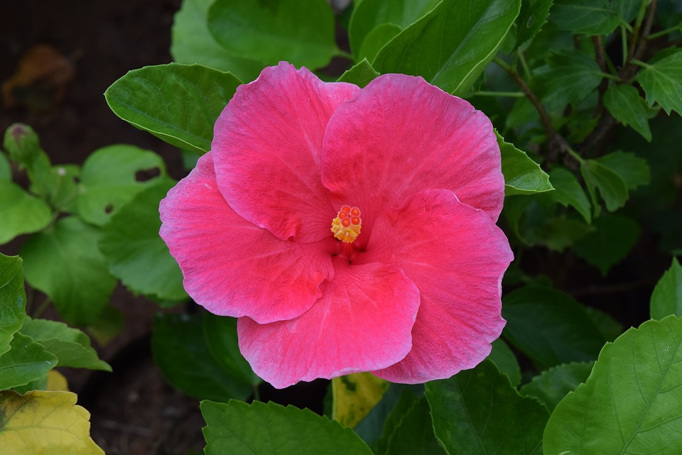 hibiscus-rosa-sinensis
