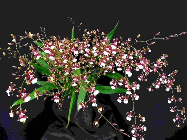 hibrido-oncidium- (Small)