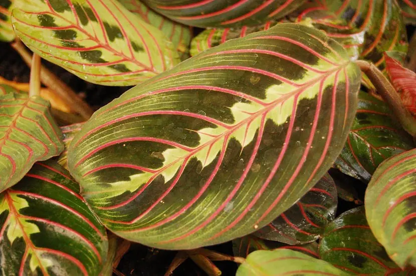 Maranta-Tricolor