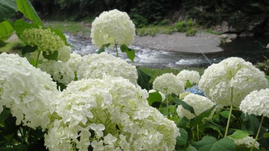 hortencia branca