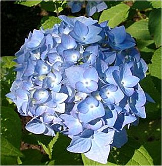 hortensia-azul