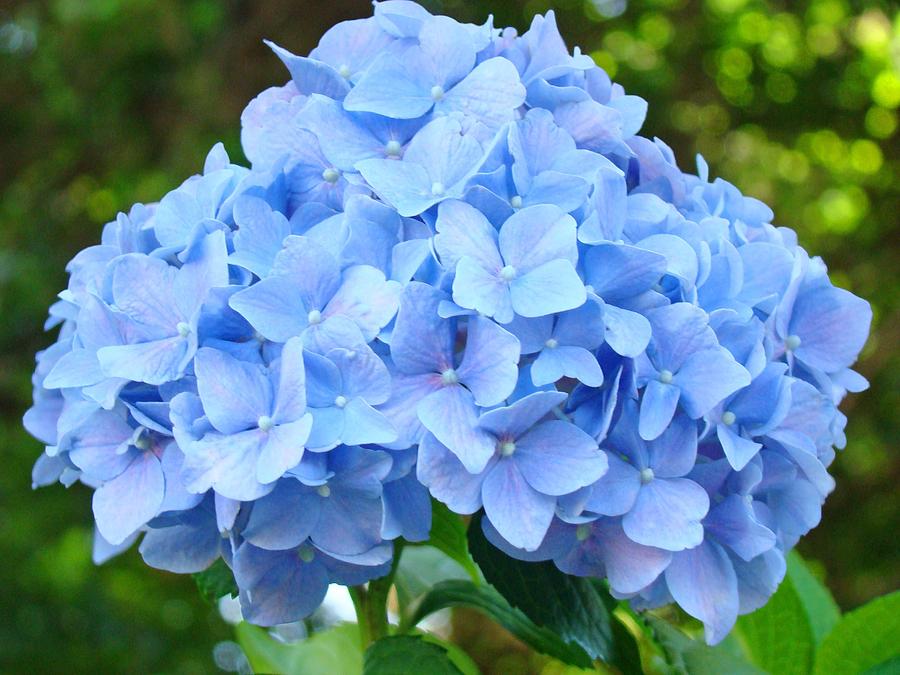 hortensia azul