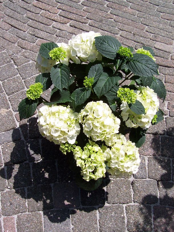 hortensia macrophylla