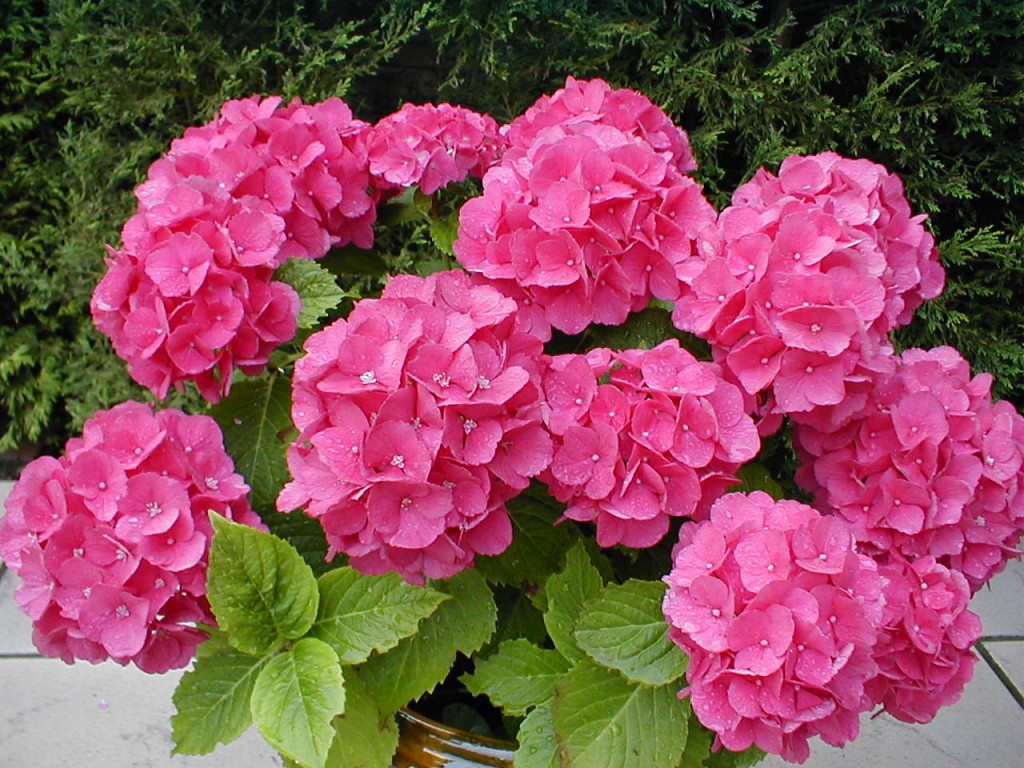 hortensia-rosa-1024x768