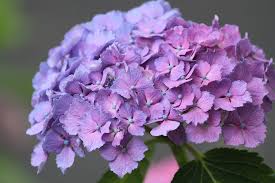 hortensia