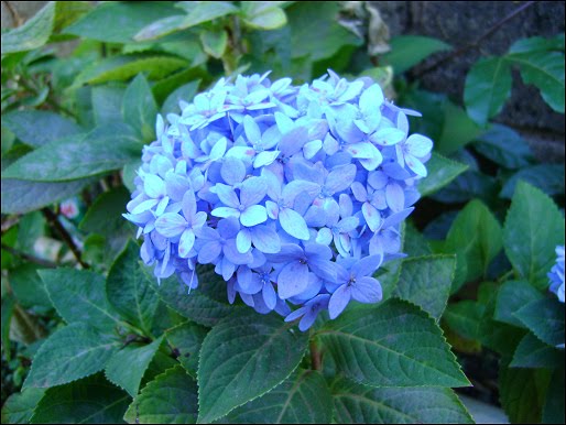 hortensia1