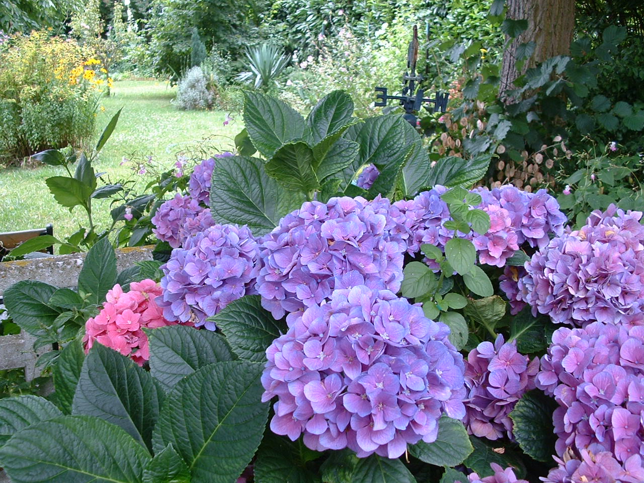 hortensia2