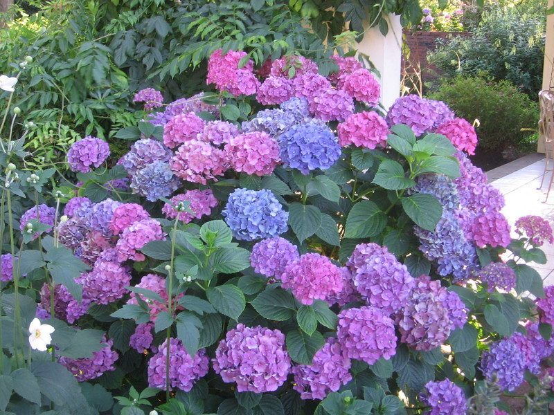 hortensias-de-jardim