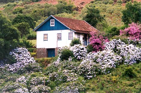 hortensias