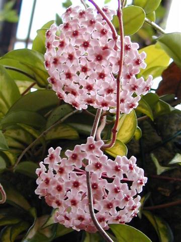 hoya carnosa (Small)