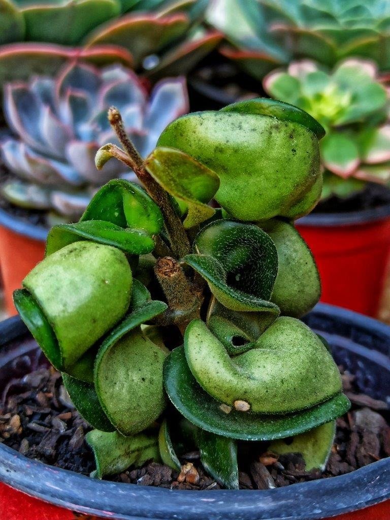 hoya carnosa compacta