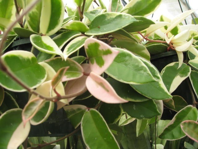 hoya carnosa variegata