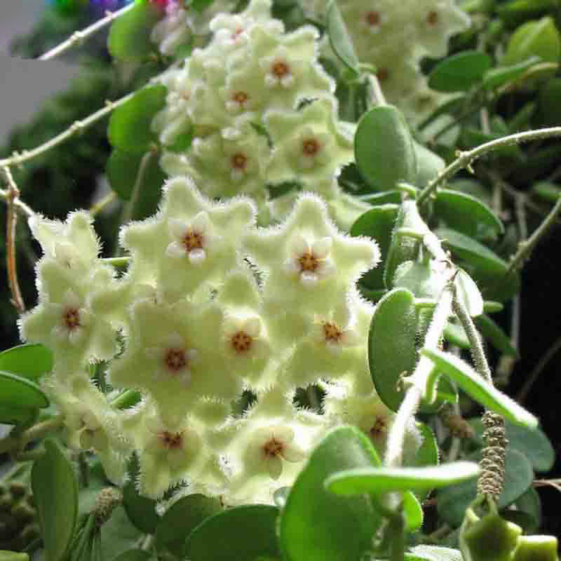 hoya carnosa