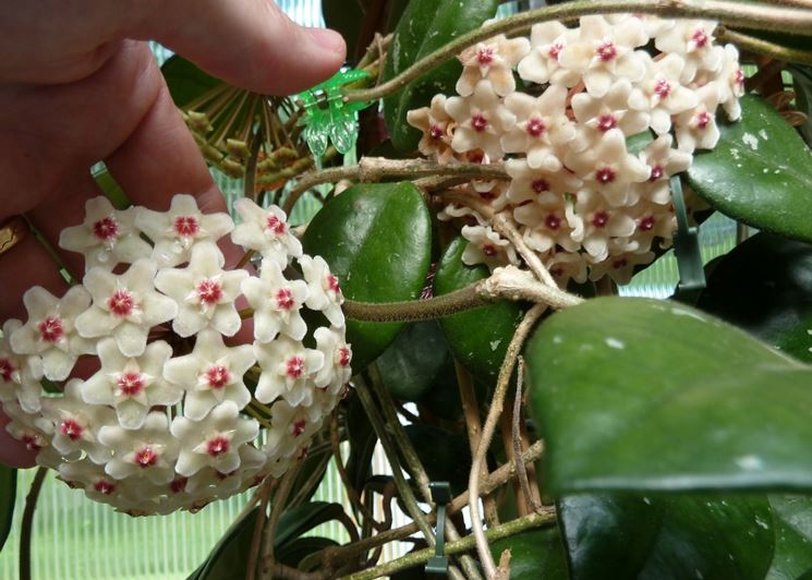 hoya kerii4