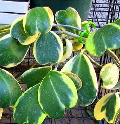 hoya-kerrii-variegata