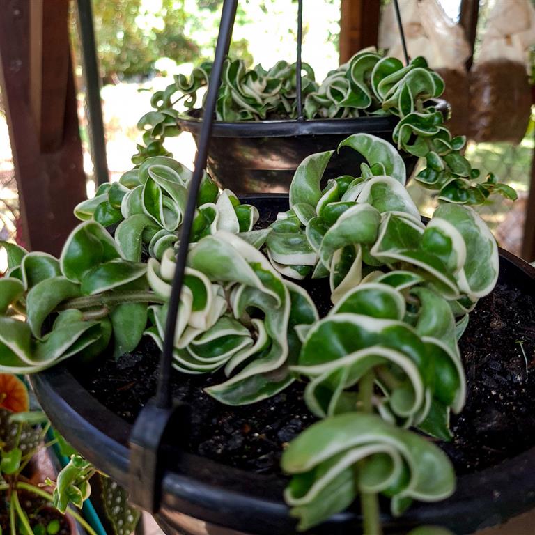 hoya variegata