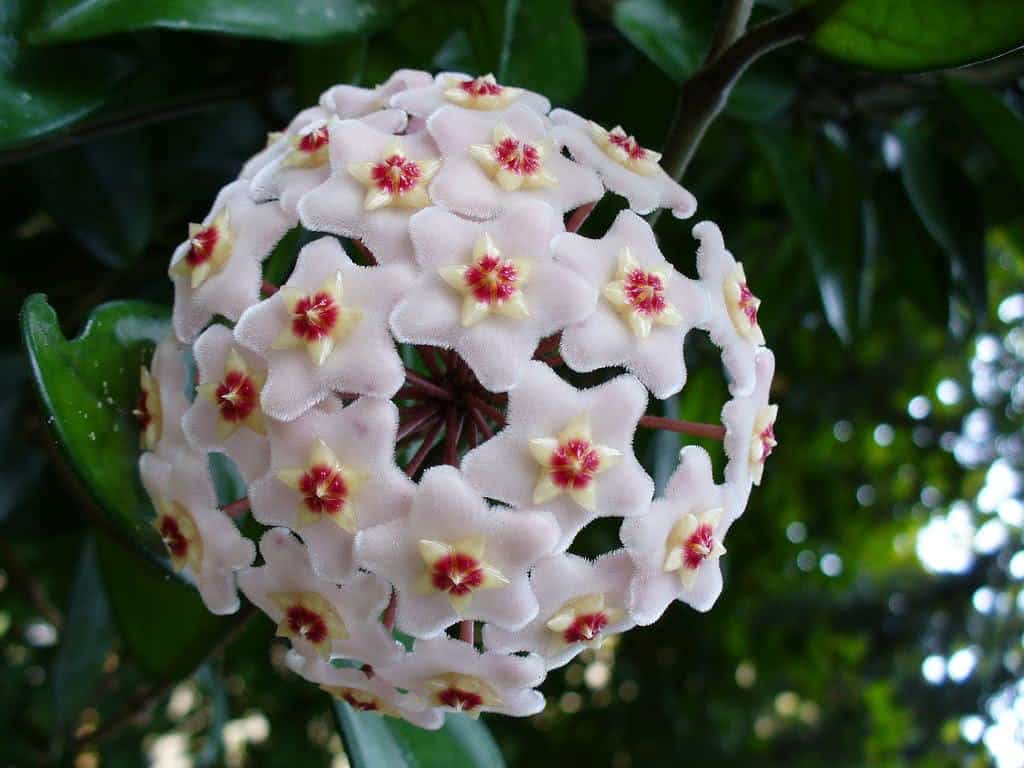 hoya_carnosa