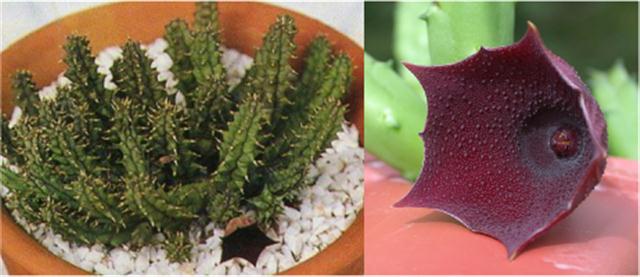 huernia-keniensis