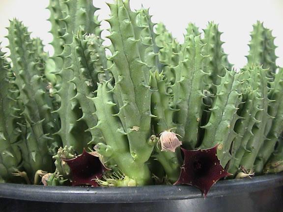 huernia