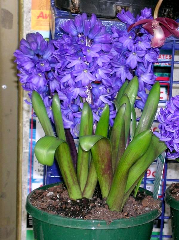 hyacinthus-orientalis