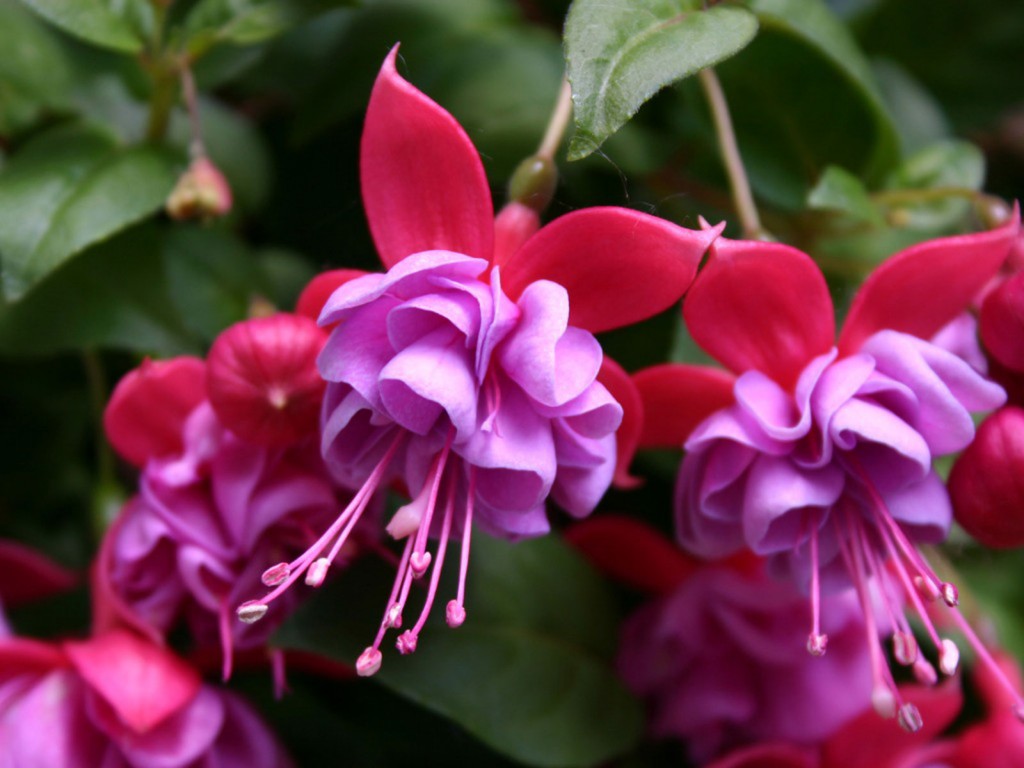 hybrid-fuchsia