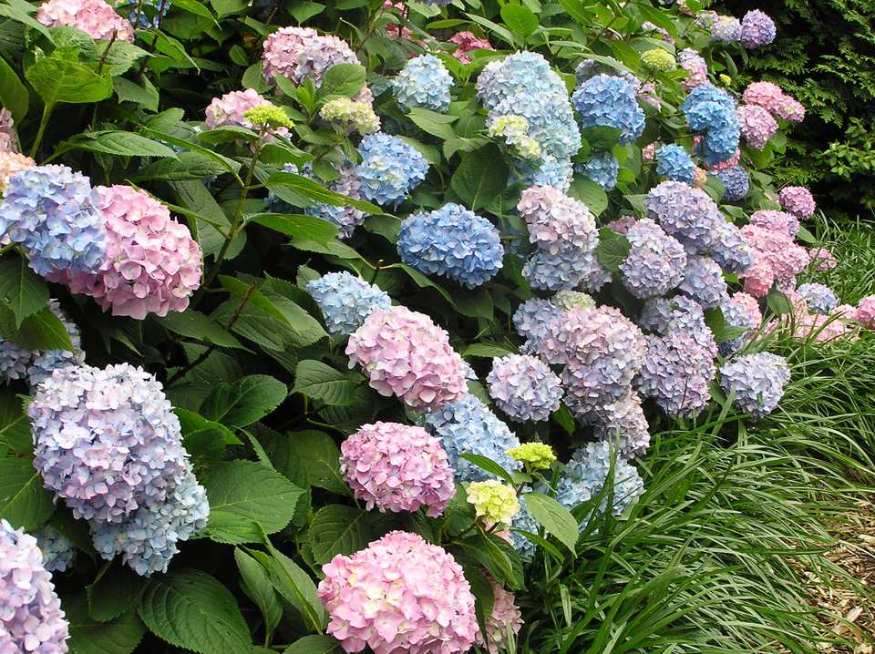 hydrangea