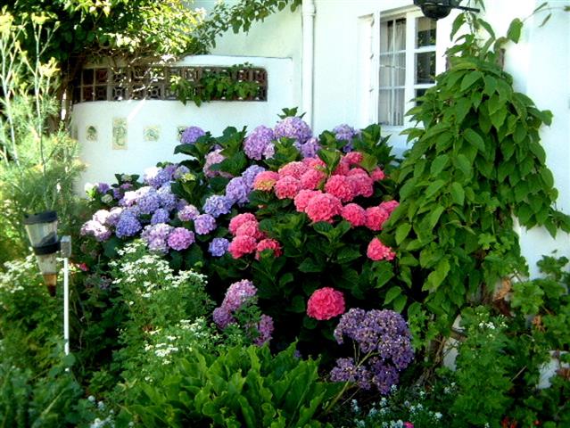 hydrangeas-jardim