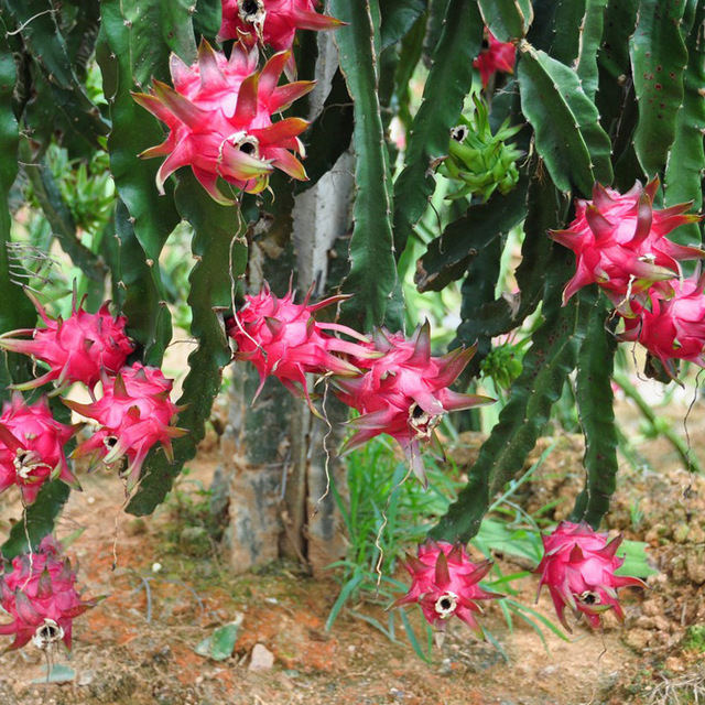 hylocereus undtus