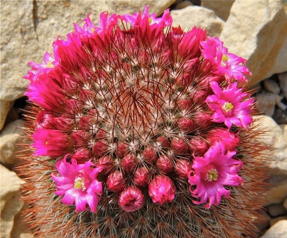 Mammillaria spinosissima 