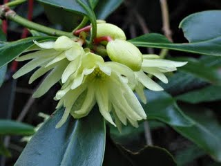 illicium_anisatum