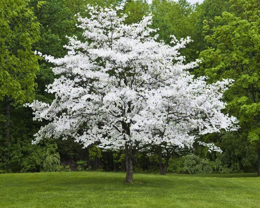 Cornus florida