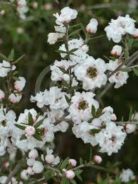 Leptospermum scoparium_YY