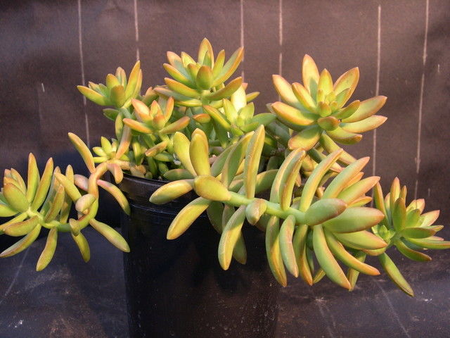 Sedum adolphi