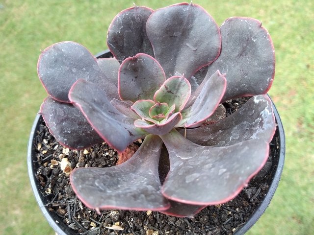 Echeveria painted frills 