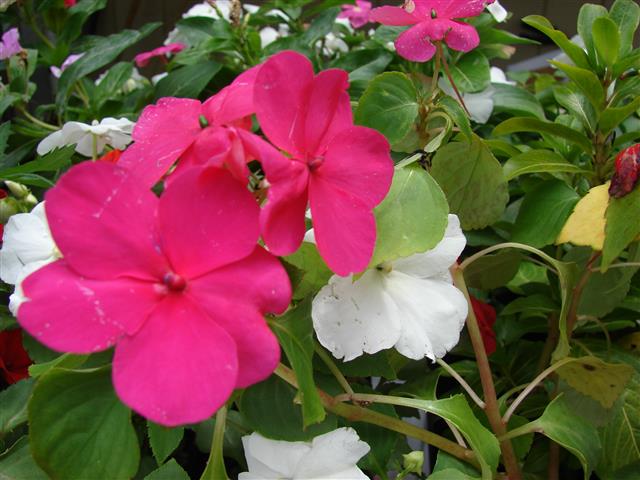 impatiens