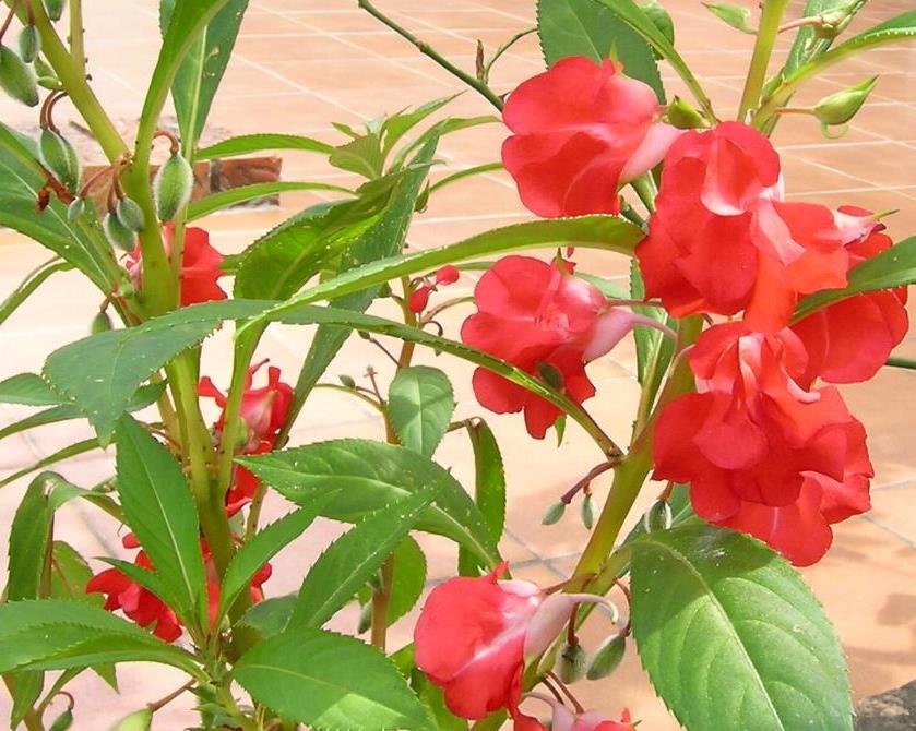 impatiens-balsamina