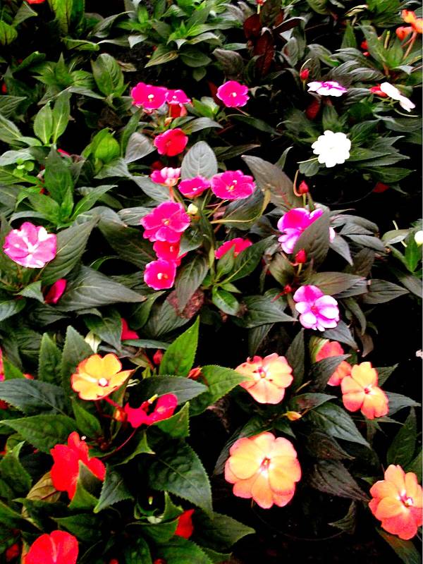 impatiens