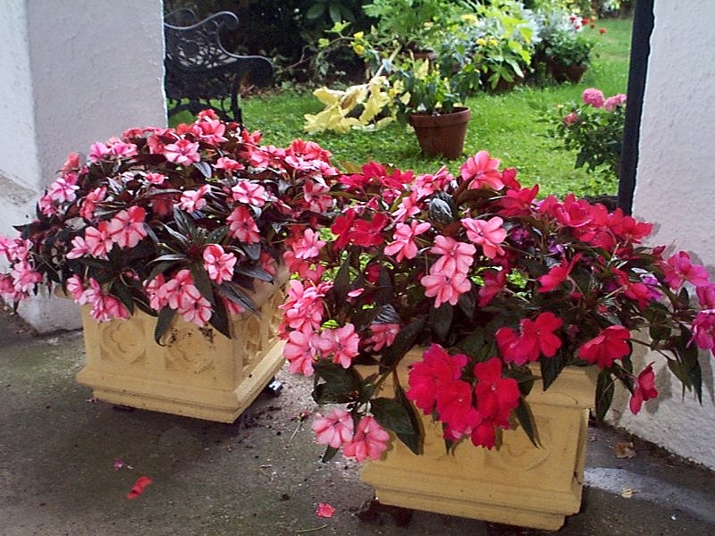 impatiens