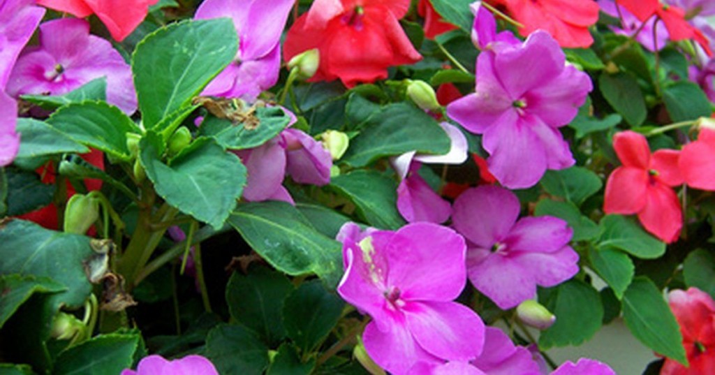 impatiens